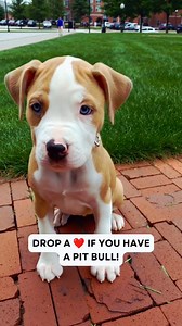 Drop a ❤️ if you have a pit bull #dog #pitbull #puppy | Pocket Pitbulls