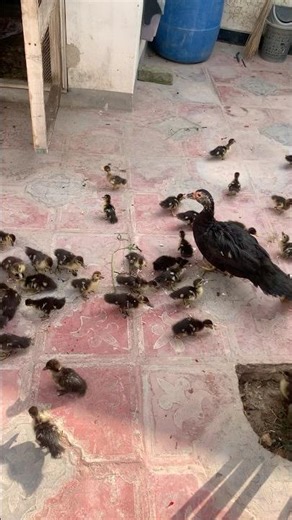 Cute Baby Ducklings Walking 🐥❤️ | Village Life