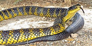 Top 10 Most Venomous Snakes