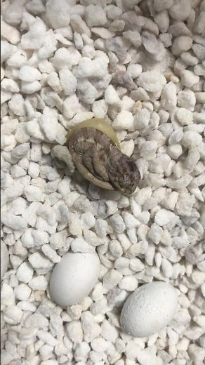 You Won’t Believe How Tiny This Baby Panther Chameleon Is! 🦎🐣