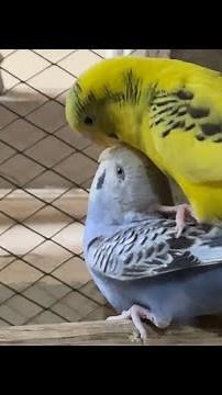 Budgies Mating / Love Birds Mating / Parakeets Mating Video 🦜 #budgie #parrot