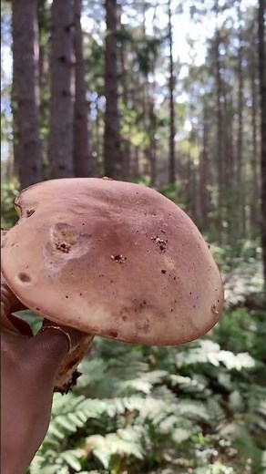 How to Identify Bolete Mushrooms in the Wild🍄 | What’s Safe & What to Avoid
