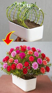 Moss roses can be shaped into stunning garden features. This dome-style setup turns simple flowers into a living centerpiece. #MossRose #GardenDesign #CreativeGardening #FlowerGarden #originalcontent #global | Garden Craft
