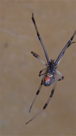 Brown widow (Latrodectus geometricus)