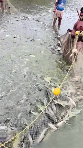 Sustainable Fish Farming Techniques for Healthy Aquaculture