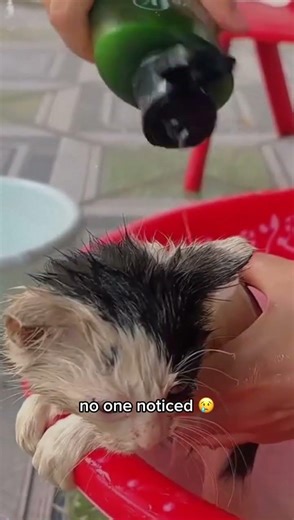Cute Stray Cats Rescue USA | Part 18