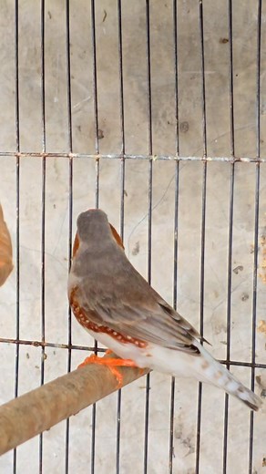 Penguin &​ Fawn​ #Zebrafinch​ #wsfinch​ #Finchesbreeding | WS Finch