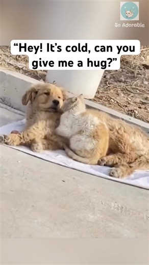 Stray cat and dog hugging each other to kept warm