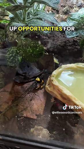 Explore Exotic Pets at World of Exotics