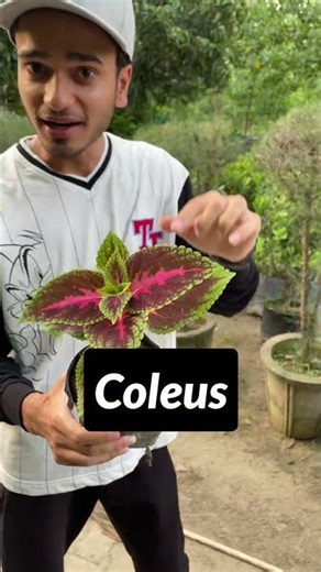 Coleus