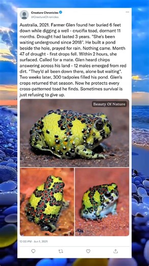 The Toad That Waited for the First Drop#DesertLife #NatureStory #RainSeason