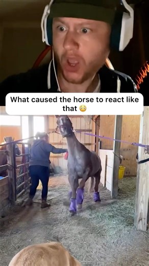Did the horse overreact? 😭