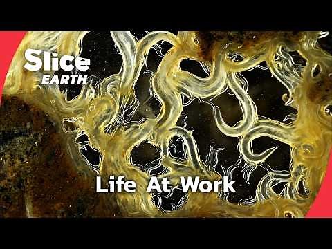 Soil Is Alive: The Living World Beneath Our Feet | SLICE EARTH | FULL DOC