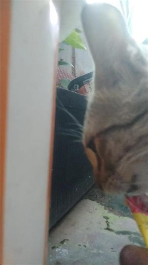 #Like, Share & Subscribe for more funny cat videos #shorts