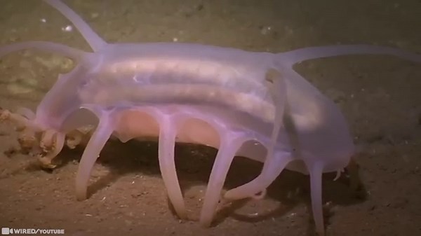 Norwegian Researchers Filmed a 60-Foot Predator With Spiral Teeth and Footage Sparked Global Panic