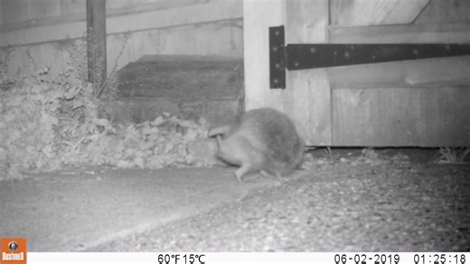 🔉 Sound on to hear the noise made by the cutest hedgehog scratches. This week is #HedgehogAwarenessWeek and we wanted to share an activity for the weekend that could help this adorable species. 🦔 Hedgehogs need to be able to roam far and wide in search of food, mates and nesting sites - the average hedgehog roams 2km a night! Get together with your neighbours to make a hole in your fence or dig a channel beneath garden boundaries to connect your gardens. Find a step-by-step guide here 👉 https
