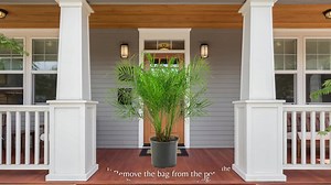 10 in. Roebellini Palm Tree with Long Rich Green Fronds 15526