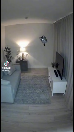 #floating #cat #meow