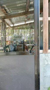 May palaging nakaabang ung aalis k lng saglit ingay ingay na. #fypシ゚ #highlights #reelsfypシ Cherry Sadian Butay-buazon | Noli Acoba Buazon