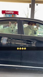 Dog's Reaction to High Gas Prices