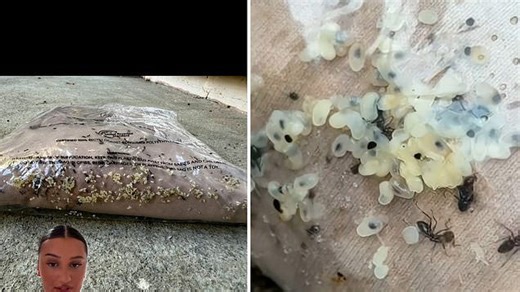 Woman left gagging after online shopping order infested with live exotic ants