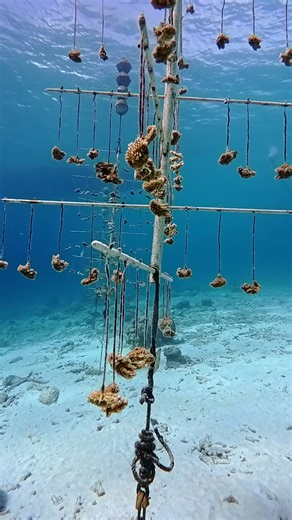 Look at them! 🪸We are so proud! Our Reef Renewal Diver Course teaches you all the techniques for the reef restoration process. Not only do you explore and meet Bonaire's beautiful marine life, but you also help restore it for future generations.✨💙 Reef Renewal Diver Course➡️ https://dive.buddydive.com/product/reef-renewal-div er-course/ #reefrenewalbonaire #scubadive #buddydiveresort #bonaire #shorediving #itsinournature #buddydive #scuba #bestdiveresort #buddydivebonaire #bonairediving #carib