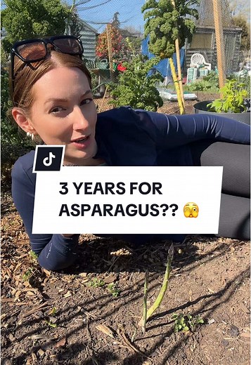 Asparagus Growth Timeline: 3 Years to Harvest