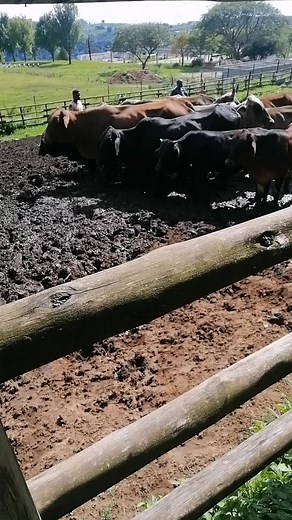 Nkululeko Gcaba (@nkulekogcaba)’s videos with original sound - SyaMyeza366