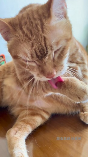 咪哥 | Lin Bao Sun