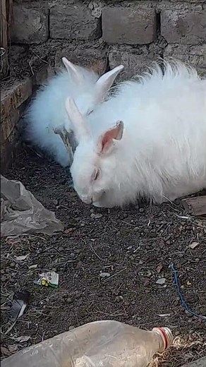 Cute Rabbits and Kitten Playing Together 🐰🐱 | Adorable Animal Friendship | Shani Rabbit World