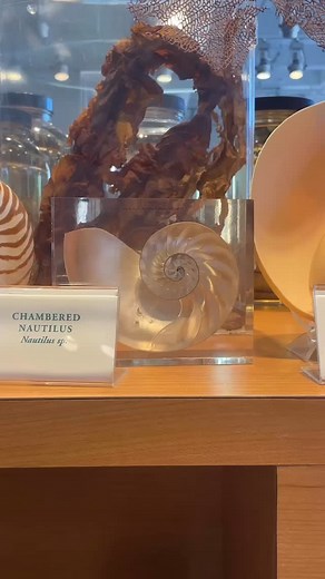 Spirals are a beautiful, abundant pattern in nature! Found in shells, plants, ancient ammonites, pine cones, galaxies, and more, spirals connect living and nonliving things of all sizes in nature. Where do you see #spirals in the natural world? 🌀 | North Carolina Museum of Natural Sciences