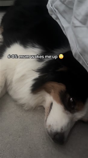 A Day in the Life of Miss Mallie the Australian Shepherd