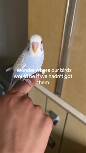 Caring for Blue Budgies: Love and Responsibility