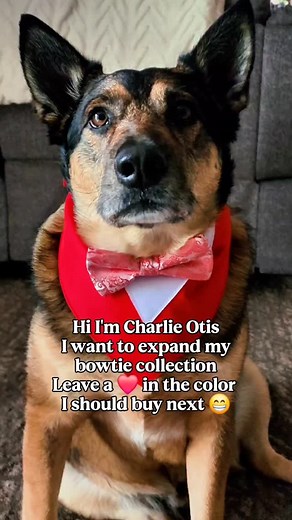 I want more bowties 😁 #doglover #cutedog #bowtie #charlieotis | Charlie Otis Sadie Mae