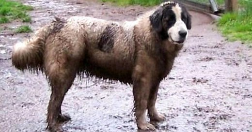 Court rules couple must "debark" dogs for disrupting neighbors