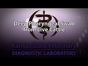Deep Pharyngeal Swab from Live Cattle