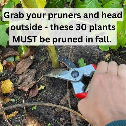 16K views · 58 reactions | If I don't have to prune, I won't. But these plants really must be pruned in fall! | Vegetable Gardening Hacks | Facebook