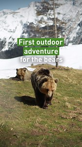 What does #Springtime look like in #Switzerland? As the temperatures rise, snow continues to rest among the hills and valleys at our Arosa Bear Sanctuary ( Arosa Bärenland ). But, the bears don't seem to mind! After their hibernation period, the bears are slowly becoming more active and exploring the outside. They've been playing in the snow, relaxing in the Arosa sun, grazing, and drinking from time to time. They also love digging up the small and energy-rich crocus bulbs to eat. What questions