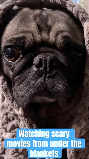Watching scary movies from under the blankets 🐶