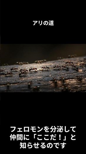 【驚愕】アリの行列は“フェロモンの道”だった!? #アリ #昆虫 #雑学