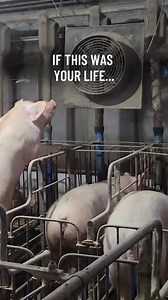 You’ve given again and again — and it’s working: • 𝟔.𝟔 𝐦𝐢𝐥𝐥𝐢𝐨𝐧 𝐚𝐧𝐢𝐦𝐚𝐥𝐬 𝐢𝐦𝐩𝐚𝐜𝐭𝐞𝐝 𝐭𝐡𝐢𝐬 𝐲𝐞𝐚𝐫 • 𝟏,𝟗𝟎𝟎 𝐦𝐞𝐝𝐢𝐚 𝐦𝐞𝐧𝐭𝐢𝐨𝐧𝐬 𝐬𝐩𝐫𝐞𝐚𝐝𝐢𝐧𝐠 𝐚𝐰𝐚𝐫𝐞𝐧𝐞𝐬𝐬 • 𝟏𝟐𝟎,𝟎𝟎𝟎 𝐯𝐢𝐞𝐰𝐬 𝐞𝐱𝐩𝐨𝐬𝐢𝐧𝐠 𝐝𝐚𝐢𝐫𝐲 𝐢𝐧𝐝𝐮𝐬𝐭𝐫𝐲 𝐜𝐫𝐮𝐞𝐥𝐭𝐲 𝐢𝐧 𝐣𝐮𝐬𝐭 𝐭𝐰𝐨 𝐰𝐞𝐞𝐤𝐬 Imagine what your compassion can do every month. $𝟐𝟓 𝐛𝐞𝐜𝐨𝐦𝐞𝐬 $𝟓𝟎, 𝐰𝐢𝐭𝐡 𝐞𝐯𝐞𝐫𝐲 𝐝𝐨𝐥𝐥𝐚𝐫 𝐦𝐚𝐭𝐜𝐡𝐞𝐝 𝐟𝐨𝐫 𝐚 𝐥𝐢𝐦𝐢𝐭𝐞𝐝 𝐭𝐢𝐦𝐞. | Animal Equality