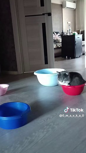 #коты #котики #cute #cat #cats | cat