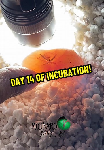 Day 14 of Hognose Snake Egg Incubation Progress