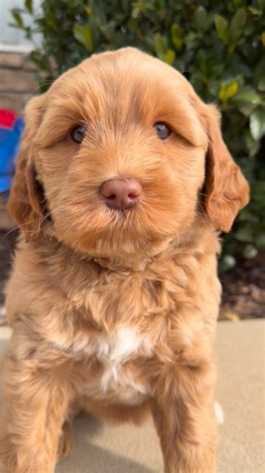 Evan Flury | Update- Miss Orange has found her pawfect family. We have one reservation still available from Brinkley’s litter, Orange collar. She was a... | Instagram