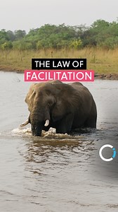 🧠✨ Ever wonder how habits form and why changing them feels so tough? It's all about the Law of Facilitation, the more we do something, the easier it becomes - like an elephant creating a path in the jungle. 🐘💡 But what happens when we want to change a path that's not serving us? It's like carving a new trail through thick foliage, challenging but not impossible. Remember, the key to change is understanding that the longer a behavior has been in place, the more effort it'll take to create a ne