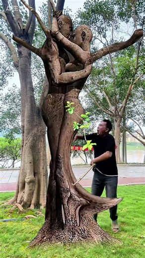 The "Lovers' Tree" Blocking the Path #funny #magic