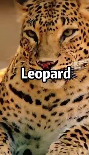 Do you think the leopard is the fastest animal in the world?#animals #strongest #leopard#catanimals #fastestlap