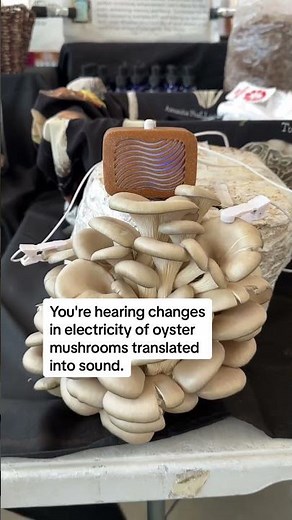 Mushroom music with a PlantWave plant music device