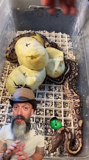 Hatching Ball Pythons! | The Molinaro Snake Lab