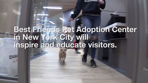 607K views · 3.4K reactions | ICYMI: The Best Friends Pet Adoption Center in New York City is now open! Come visit us at 307 W. Broadway in SoHo — between Grand and Canal. With more than 30 adoptable pets awaiting their forever home, we guarantee you'll find the perfect new family member! -emily | Best Friends Animal Society | Facebook